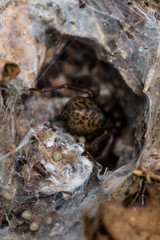 spider on web hiding in hole