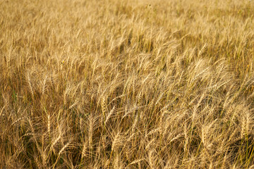 Russian field sown with wheat on a sunny day