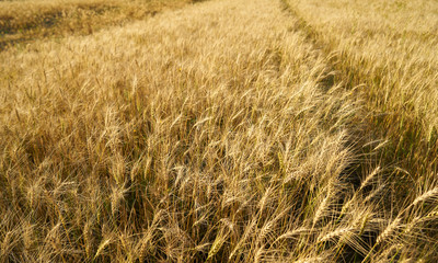 Russian field sown with wheat on a sunny day