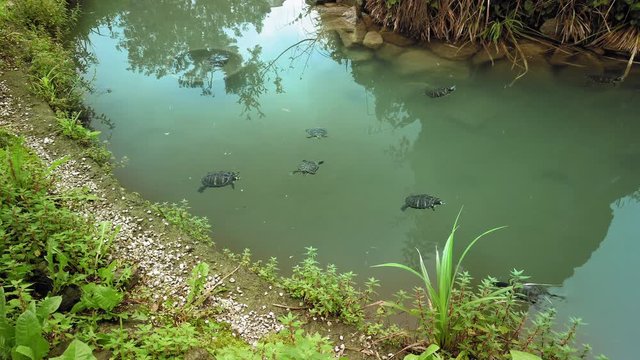 VENICE, Italy - May 2019: Turtles swim in the clear blue water of the pond. The concept of not haste, slowness and environmental protection. Slow motion.
