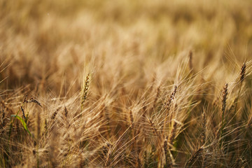 Fototapeta premium Russian field sown with wheat on a sunny day