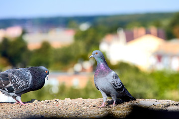 Pigeons close-up on a combined background