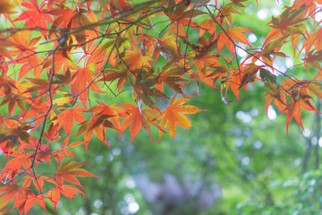 紅葉