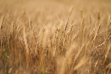 Russian field sown with wheat on a sunny day