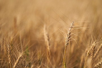 Fototapeta premium Russian field sown with wheat on a sunny day