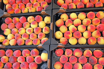 many full boxes of organic ripe peaches