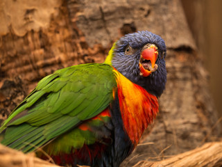 Loriquet