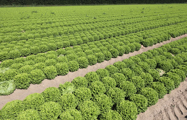 field of lettuce grown with organic techniques without pesticide