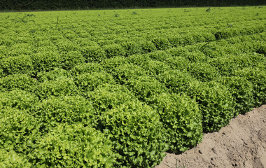 Fototapeta na wymiar green fresh lettuce on the field