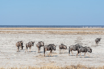A herd of Blue Wildebeest -Connochaetes taurinus- also known as Gnus, heading out onto the salt pans of Etosha National Park, Namibia.