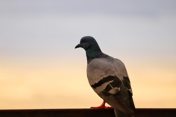 pigeon in the park