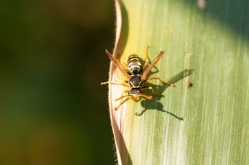 Wasp on the green leaf in nature.Insect