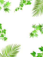 フレーム　テキストスペース　枠　アイビー　新緑　若葉