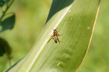 Wasp on the green leaf in nature.Insect