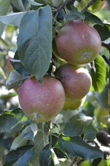 jabłek, sad, drzew, sady , zieleń,jabłka , lato , Sandomierskie sady , Jabłko Sandomierskie