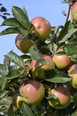 jabłek, sad, drzew, sady , zieleń,jabłka , lato , Sandomierskie sady , Jabłko Sandomierskie