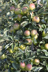 jabłek, sad, drzew, sady , zieleń,jabłka , lato , Sandomierskie sady , Jabłko Sandomierskie