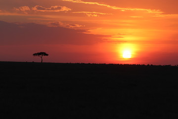 Sunset and tree, Masai Mara National Park, Kenya.