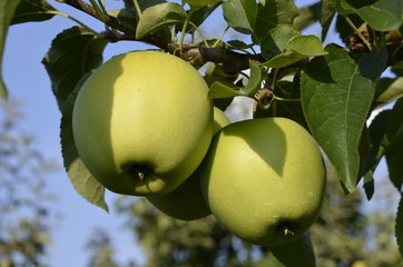 jabłek, sad, drzew, sady , zieleń,jabłka , lato , Sandomierskie sady , Jabłko Sandomierskie