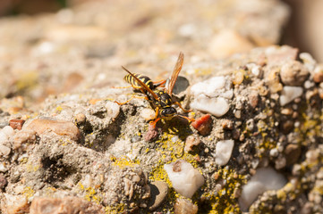 Wasp on the green leaf in nature.Insect