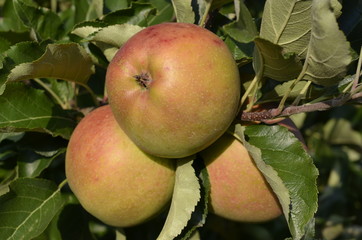 jabłek, sad, drzew, sady , zieleń,jabłka , lato , Sandomierskie sady , Jabłko Sandomierskie