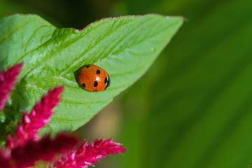 Obraz premium Ladybug on leaf Medicinal and food plant with purple flowers Spiny amaranth, spiny pig weed, (Amaranthus Spinosus)