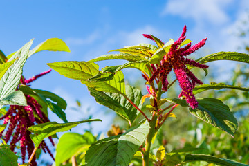 Medicinal and food plant with purple flowers and green leaves Spiny amaranth, spiny pig weed, (Amaranthus Spinosus)
