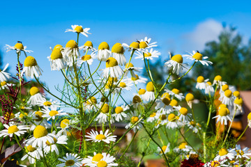 Medicinal plant field chamomile grows among other flowers and plants in summer, beautiful floral background