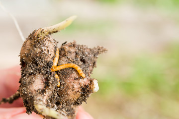 The larva of the beetle Elateridae click beetle eats the young seedlings, bulbs, vegetable pest,close-up