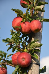 ,jabłek, sad, drzew, sady , zieleń,jabłka , lato , Sandomierskie sady , Jabłko Sandomierskie
