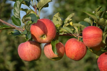 ,jabłek, sad, drzew, sady , zieleń,jabłka , lato , Sandomierskie sady , Jabłko Sandomierskie