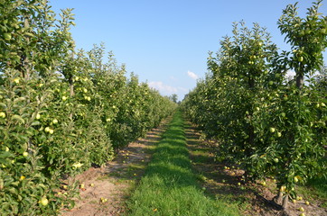 Fototapeta na wymiar ,jabłek, sad, drzew, sady , zieleń,jabłka , lato , Sandomierskie sady , Jabłko Sandomierskie