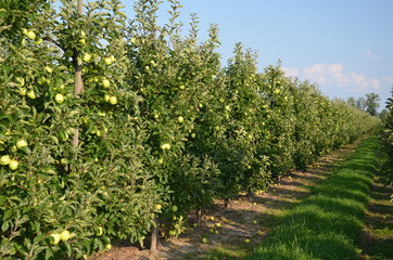 Fototapeta na wymiar ,jabłek, sad, drzew, sady , zieleń,jabłka , lato , Sandomierskie sady , Jabłko Sandomierskie