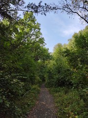 trees in the forest