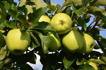,jabłek, sad, drzew, sady , zieleń,jabłka , lato , Sandomierskie sady , Jabłko Sandomierskie