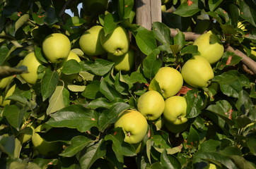 ,jabłek, sad, drzew, sady , zieleń,jabłka , lato , Sandomierskie sady , Jabłko Sandomierskie
