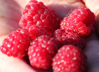 Fresh large red raspberries.