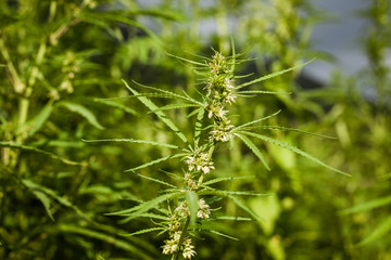 Lush fields of industrial hemp in summer
