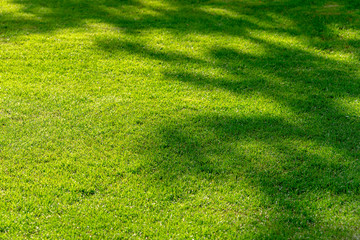 Abstract Shadows on green Summer Grass, texture of Grass Field, silhouette of Trees, background
