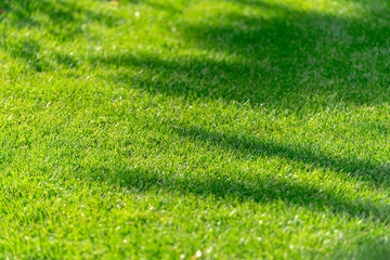 Abstract Shadows on green Summer Grass, texture of Grass Field, silhouette of Trees, background