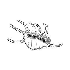 Lambis Scorpion conch Chicoreus aculeatus, large sea snail Unique shells, molluscs Gastropoda. Sketch black contour on white background. Vector