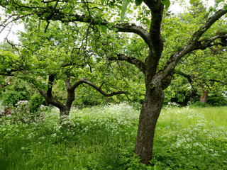 naturbelassener Obstgarten mit Apfelbäumen