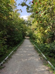 Fototapeta premium path in the forest