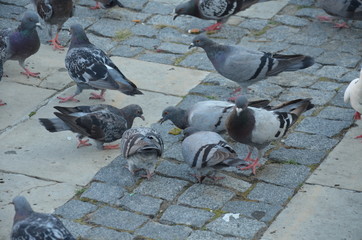 Obraz premium ptactwo, gołąb, zwierzak, charakter, pierze, belfer, grej, gród, dzika natura, fruwać, skrzydła, frajer, biała, mewa, morski, dzika