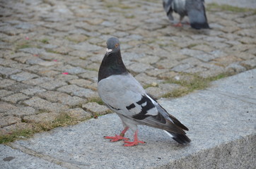 ptactwo, gołąb, gołąb, zwierzak, charakter, belfer, grej, pierze, ptactwo, pierze, grej, dzika natura, czarna, gołąb, 