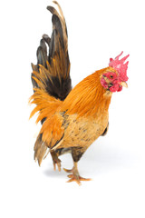 Rooster bantam chicken or Ayam kate is any small variety of fowl, especially chickens