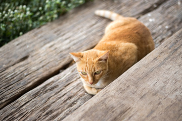Fototapeta na wymiar Orange cat lying on the wooden floor.