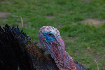 Portrait of Wild Turkey, Meleagris gallopavo, blue and red head. Wildlife animal scene from nature. Red and blue head of bird. Black plumage bird