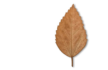 pale leaves that are pale