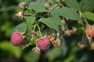 malin, owoc, jagoda, dojrzałe, czerwień, jedzenie, busz, malin